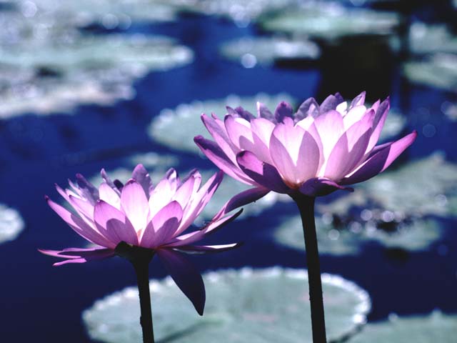 �C���[�W�ʐ^2